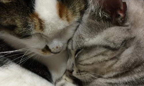 「就是要放閃給你看勒～」萌貓情侶超恩愛甜蜜日常 現充、貓、日本、推特、三冬