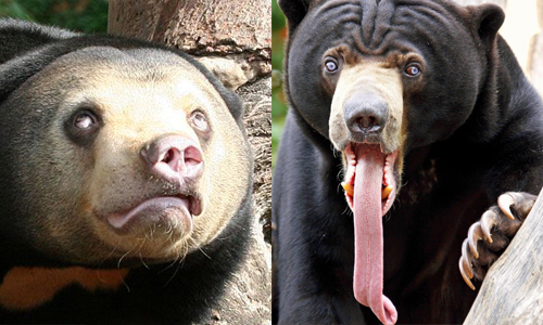 我不醜，我只是長得很有特色...超級長舌的馬來熊 動物、熊、馬來熊、sun bear、太陽熊