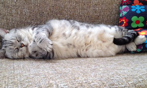 貓咪前世居然是法老王？喵星人百變睡相大公開 貓、可愛、睡相、寢顏、瑜珈