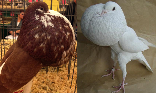 居然自備安全氣囊！？胸大腿長的球胸鴿 動物、球胸鴿、鴿子、奇特、詭異、特殊