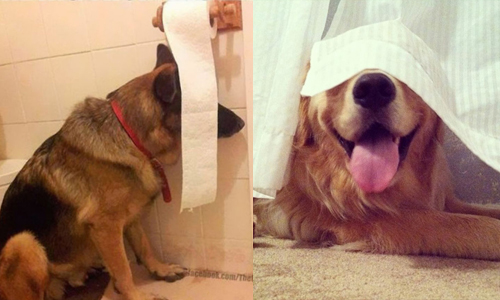 遮住眼睛你就找不到我了！超失敗的狗狗捉迷藏 寵物、動物、狗、遊戲、捉迷藏