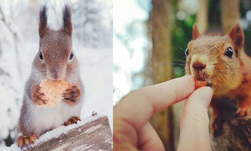我的吃相就是這麼口愛！芬蘭帥哥的森林小動物餵食秀  Konsta Punkka、攝影、可愛、芬蘭、小動物