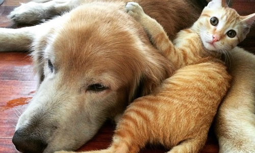 「不管到哪裡都只要你陪！」黃金獵犬與萌貓的超暖心生活 keeloandkoda、Instagram、黃金獵犬、貓、跟班、狗、Keelo、Koda