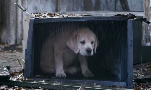 千萬網友噴淚推薦！2015年度最催哭狗狗廣告 超級盃、Super Bowl、#BestBuds、#BudweiserPuppy、Budweiser