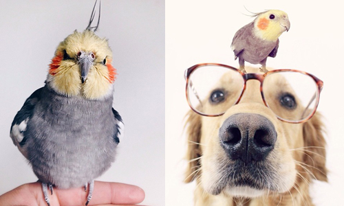 靠臉紅紅就大受歡迎？太陽鳥賣萌技巧大公開 Instagram、jackthecockatiel、人氣、腮紅、太陽鳥