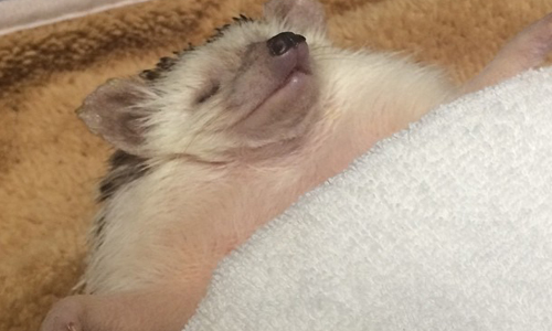 根本是刺蝟版葉大雄！呆萌刺蝟睡覺露肚肚一秒融化你心 刺蝟、kazu_p、Instagram、Twitter、萌