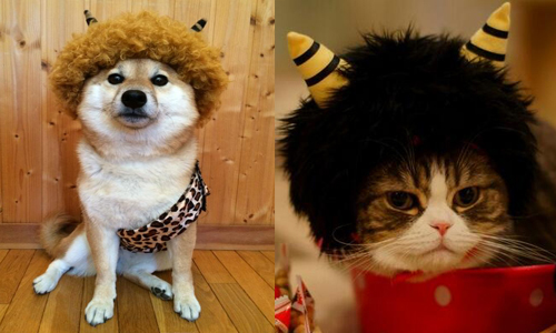 心甘情願被你俘虜！貓狗化身惡鬼萌翻你心 日本、寵物、狗、貓、節慶、撒豆節、惡魔、惡鬼、可愛、萌、玩弄