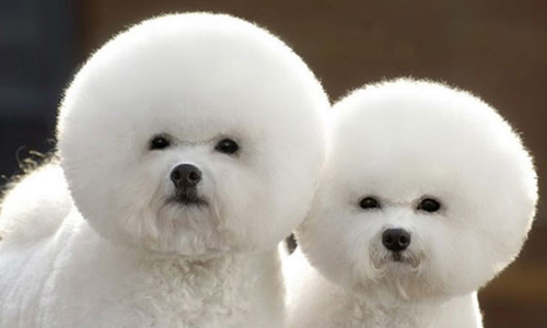 雙胞胎都沒你們這麼像！同步率100%的動物奇蹟萌照 雙胞胎、動物、狗、貓、老鼠、兔子、羊、狐狸、松鼠、奇蹟、同步、複製