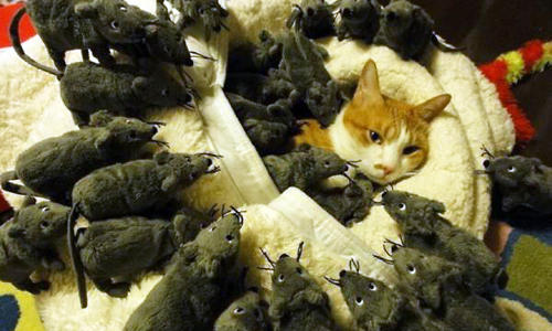 「你為什麼要這樣整我？」日本網友玩弄寵物毫不手軟 動物、寵物、狗、貓、兔子