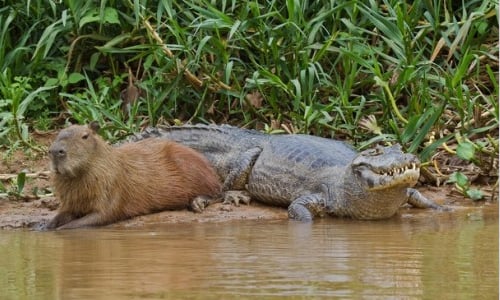 這才叫萬獸之王！15張圖讓你相信水豚是最受動物歡迎的動物 水豚、動物、朋友、可愛、萌