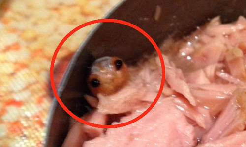 鮪魚罐頭裡有蛇？拉開蓋子、與不明生物大眼瞪小眼... 噁爛、恐怖、噁心、反胃、食安、食品、食物、加工、作嘔、嘔吐、鮪魚、罐頭、不明、生物、眼睛、萌、可愛、孩子、小孩、媽媽、英國、螃蟹、海洋、Zoe Butler