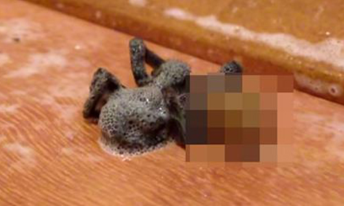 噁爛衝擊視神經！蜘蛛身上超肥寄生蟲亂竄 蜘蛛、噁心、噁爛、恐怖、寄生蟲