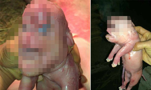 人面豬嚇壞網友！收藏家斗膽出價搶購 網路、瘋傳、嚇壞、嚇呆、驚訝