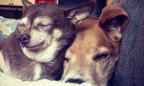 吉娃娃界的憂鬱少年？從悲傷星球來的狗狗小王子—Bug Sad Chihuahua、bug、Instagram、吉娃娃、憂鬱、美少年、Bug