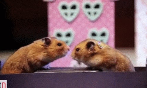 請讓我跟你們一起遊河！黃金鼠的浪漫情人節這樣過 黃金鼠、情人節、HelloDenizen、約會、遊河、大餐、鮮花、燭光晚餐、動物、可愛、萌