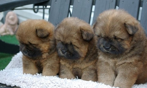 小時候胖真的是胖！12張圖讓你知道鬆獅的魅力 狗狗、小狗、年少、熊、白熊