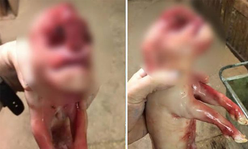 驚見血淋淋人面豬！雙眼充血爆凸、裂嘴似詭笑… 網路、瘋傳、嚇壞、嚇呆、驚訝