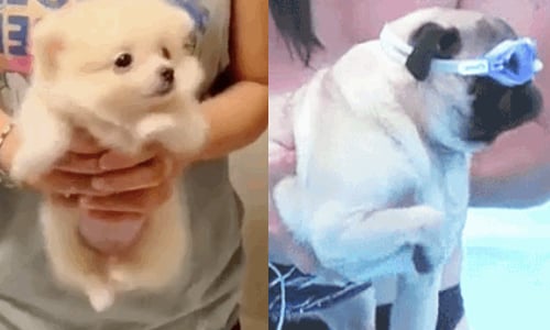 狗爬式的最高境界？萌炸你心的狗狗「空氣划水法」 狗、狗爬式、划水、可愛、萌