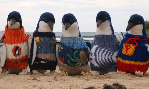 新年到！南半球最萌萌主穿新衣好暖心 企鵝、動物、毛衣、澳洲、人瑞