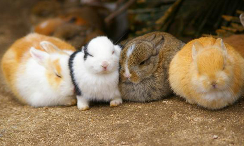 要來顆黑糖團子嗎？口味任君挑選的美味「兔兔團子」 兔子、屁股、兔屁、兔團子、兔子饅頭、可愛、動物、萌、屁屁