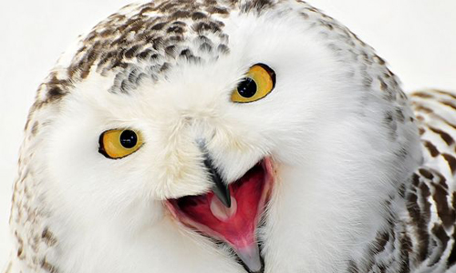 「換個能幹的男人來！」雪鴞界黑寡婦嫌對方雞雞太小怒吃公鴞 雪鴞、公鳥、母鳥、性能力、哈利波特、嘿美、吃對方