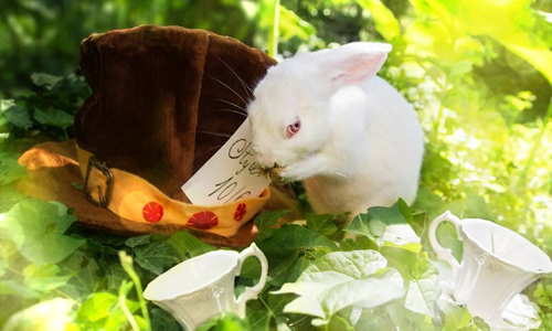 差點就要被安樂死！實驗動物被救出後的萌遊仙境 Rachele Totaro、La Collina dei Conigli、愛麗絲夢遊仙境、實驗、動物、保護、安樂死、白老鼠、豚鼠、兔、攝影、科學、義大利、慈善、動保團體、藝術