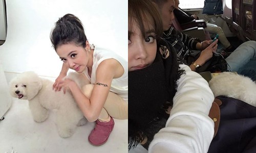 妞快報：蔡依林愛犬搭高鐵探頭玩　粉絲護航掀筆戰 妞快報、蔡依林、屋虎、高鐵、違規、公眾人物、不良示範、筆戰、粉絲、護航