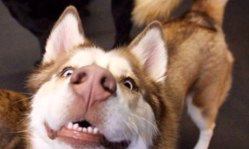 「一見你就有好心情～」7個狀況證明汪星人自嗨無極限 汪星人、狗狗、汪、狗、犬、可愛、瘋子、自嗨、快樂、賣萌、微笑、大笑