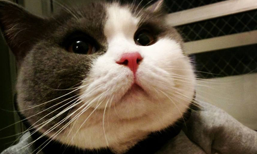 雙下巴是奴養出來的啦！絕對讓你想摸一把的跩胖喵星人—豆腐 臭豆腐、豆腐、臉書、可愛、萌、跩胖、個性、巴西人、胖萌