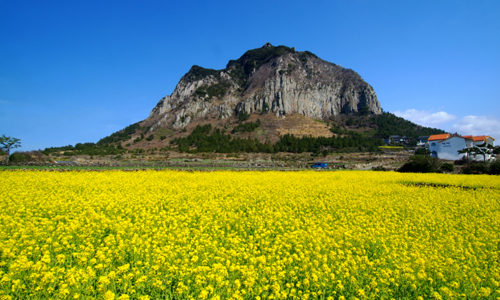 除了美食還有賞花！濟州島櫻花、油菜花慶典登場 愛玩妞、韓國、濟州、櫻花、油菜花