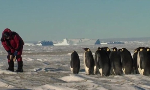 哪裡有這麼可愛的小跟班！南極企鵝亂入當主角萌度無上限 企鵝、可愛、胖、萌、南極
