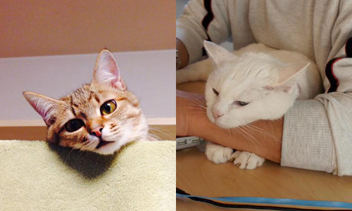 原來不是在賣萌？貓咪喜歡靠下巴的原因是... 貓咪、喵星人、可愛、下巴、摸