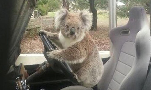 喂，這是我的車！偷車無尾熊強悍霸車 無尾熊、可愛、澳洲、小偷、慣竊