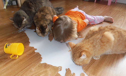 敢跟喵大爺搶食物的只有你們啦！12張圖證明寶寶和毛小孩沒兩樣 小孩、毛孩子、萌孩、萌寶、狗狗