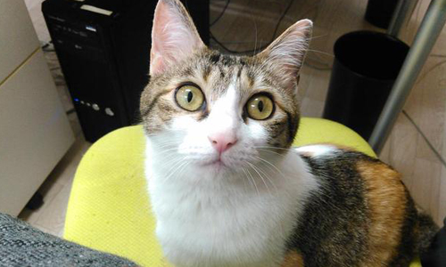 這是辦公室還是貓咪咖啡廳啊？！和貓大人一起上班的結果是...... 貓、日本、職場、辦公室、