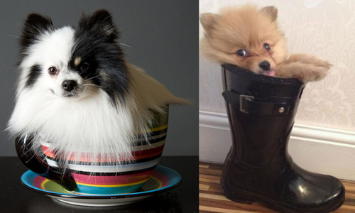 杯子、盆栽都是小CASE！什麼地方都能塞的汪星人特輯 狗、萌、杯子、塞、動物