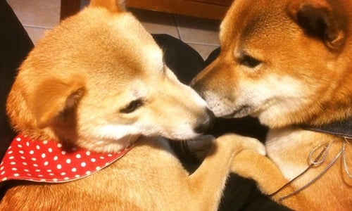 要如何征服貓系傲嬌柴？顏藝柴犬Tora的逗趣求愛之路 推特、Twitter、柴犬、Tomagome、柴