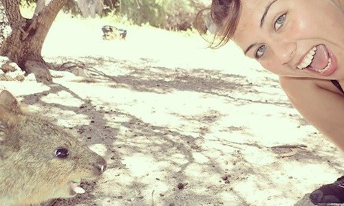 綠豆湯妹都相形見絀！短尾矮袋鼠的10種Q萌自拍神技 短尾矮袋鼠、Quokka、Quokka selfie、自拍、可愛、萌、動物、呆萌、微笑、笑臉