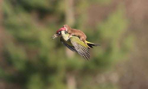 童話場景真實上演！但其實鼬鼠騎飛鳥的真相是….. 鼬鼠、飛鳥、可愛、動物、野生動物