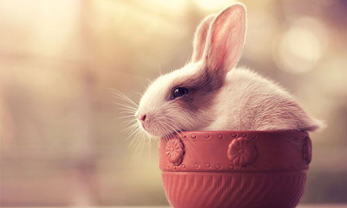 美麗仙境裡的甜美小精靈 攝影師鏡頭下的夢幻萌兔 兔子、攝影、萌、可愛、夢幻、甜美