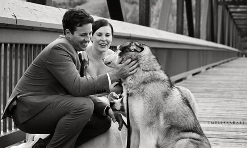 請你一定要更幸福！寵物見證主人婚禮感動時刻    寵物、溫馨、感人、婚禮、結婚、攝影、毛小孩