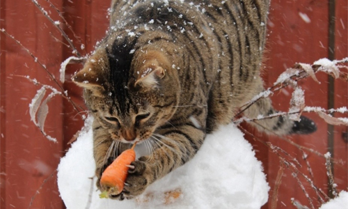 把食物收好！超萌職業扒手隨時盯著你 動物、呆、萌、可愛、小偷