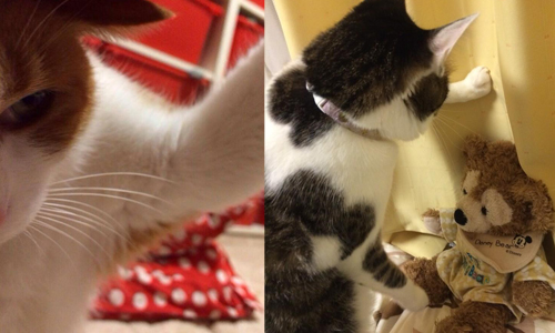 貓奴們甘受得了？霸氣十足的貓壁咚駕到 猫に壁ドン、貓壁咚、貓咪、可愛、霸氣