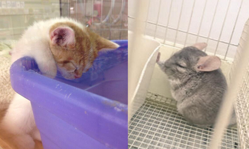 連龍貓也愛上壁咚！日本網友拍下寵物店的爆笑畫面 寵物店、爆笑、倉鼠、鼠、貓、狗、日本、twitter、可愛、萌、胖、呆、睡、食物、烏龜、鴨子、壁咚