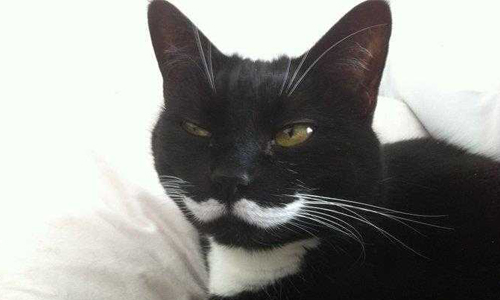 貓咪界的V怪客？喵星人超有戲毛皮胎記 貓、斑紋、花色、萌、動物