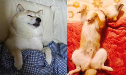 有時居然會眉頭深鎖？！汪星人標準設定大會考 狗、犬、膽子、可愛、笑倒、療癒、狗狗、幼犬、點心