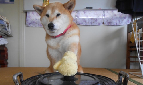 牠根本是老大！幫倒忙也臉不紅氣不喘的霸氣柴犬マリ 柴犬、inosemarine、マリ、霸氣、老大