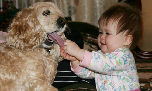 我要跟媽媽告狀！17個動物攻擊寶寶的爆笑瞬間 animal kick、baby、funny