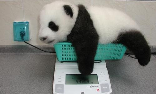 最近不小心吃太多了...動物量體重狀況百出 動物、寵物、量體重、體重、體重計