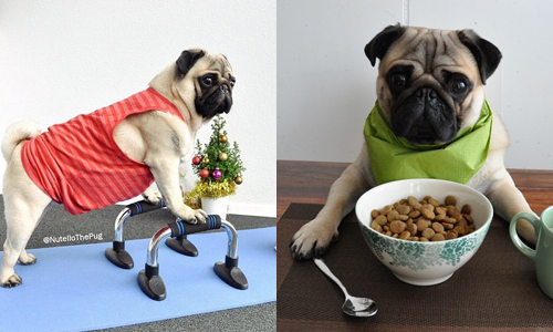 看完《金牌特務》後你也愛上牠了嗎？IG上深藏不露的超萌巴哥犬 巴哥犬、狗、外星人、特務、金牌特務